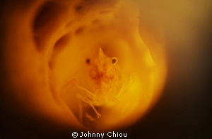 the shrimp hiding in sponge by Johnny Chiou 
